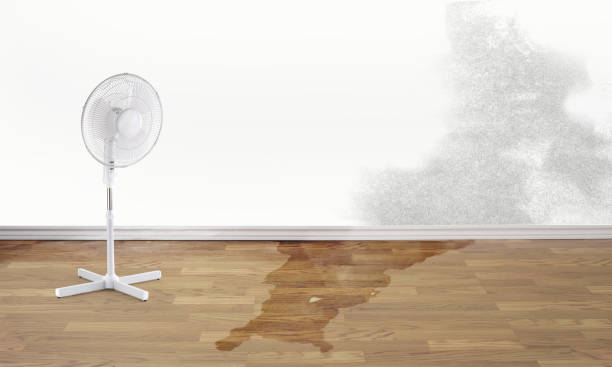 Best Basement water damage restoration  in Silver Firs, WA