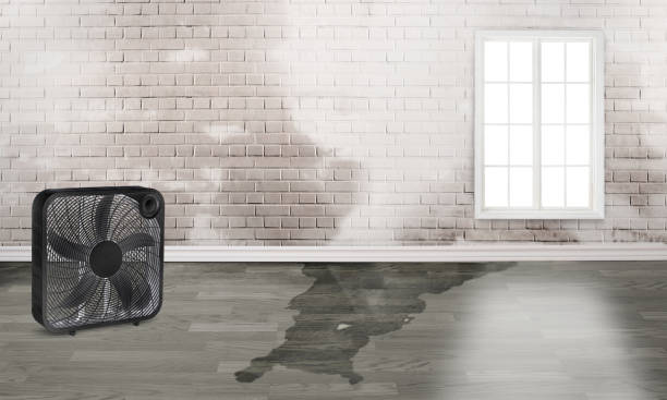 Best Water damage restoration near me  in Silver Firs, WA