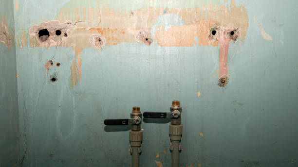 Best Mold removal after water damage  in Silver Firs, WA